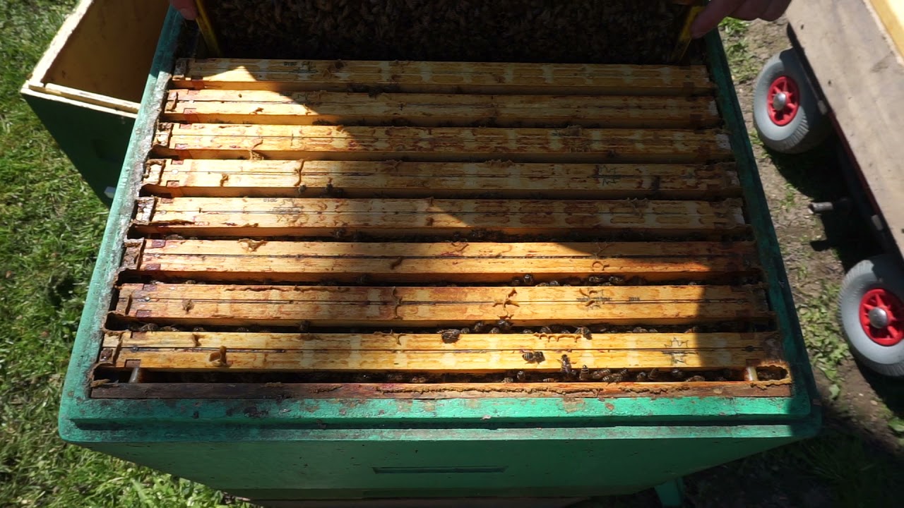 9b silna rodzina 2 miesiące po oblocie, dodanie nadstawki