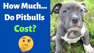 How much do Pitbulls cost? | Average Price of a Pitbull puppy |