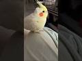 #animal #animallover #pets #pet #animals #birds #bird #lovely #cute #funny #fun #animallover #short