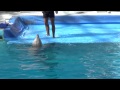 Show de Delfines Feria de Chapultepec  06