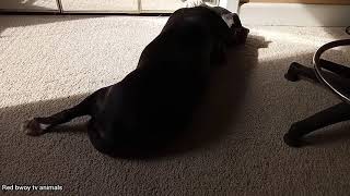 Dog FARTING 😷 by Red Bwoy TV ANIMALS 413 views 3 years ago 59 seconds