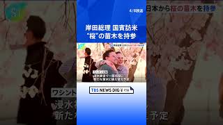 【独自】岸田総理、日米友好の象徴“桜”の苗木を日本から持参、米側に贈呈の見通し　きょうから国賓として訪米 | TBS NEWS DIG #shorts