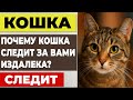 Зачем кошка следит за вами - даже когда вы не видите
