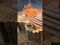 #FunnyAnimals #AnimalLover #tortoise  #pettortoise  #turtlecore #tortoisecore