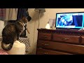テレビを見る猫