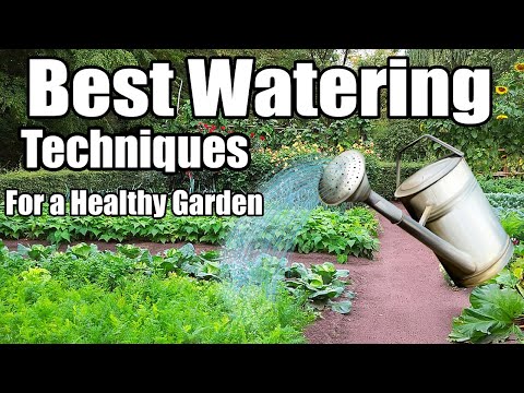 Vídeo: Watering Gardens: Aprenda a regar um jardim de forma eficaz