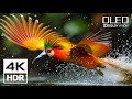 4K HDR 120FPS ???? Dolby Vision (4K Video)