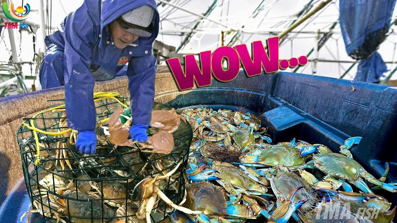 The way fishermen catch tons of crabs is simple