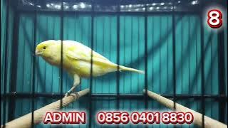 OFFICIAL F2, OFFICIAL F1, F1YS MATERIALS!!! PLEASE GAS IT BOSS Q