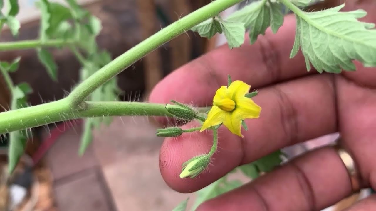 Cultivo de tomate cherry desde semilla hasta la cosecha Growing tomatoes Cherry from seed to harvest