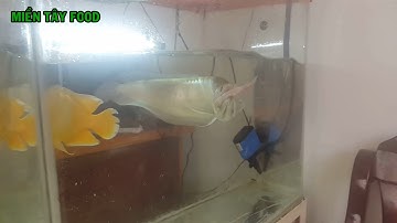 Cá Rồng Ăn Cá Chép Koi - Arowana Eats Fish | Cá Rồng Ngân Long Ăn Cá Koi ► MIỀN TÂY FOOD