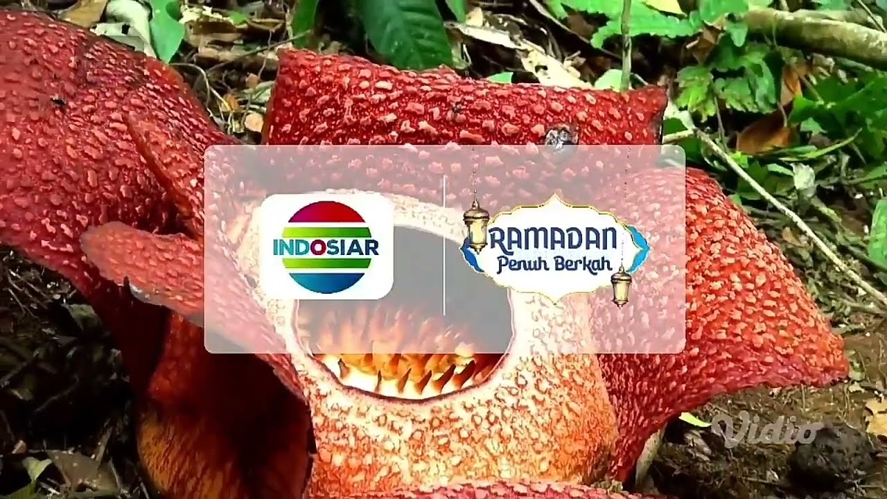 Station ID Indosiar - Ramadan Penuh Berkah (2023)