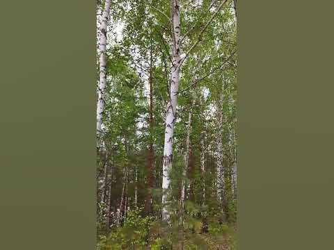 Шум берез - YouTube