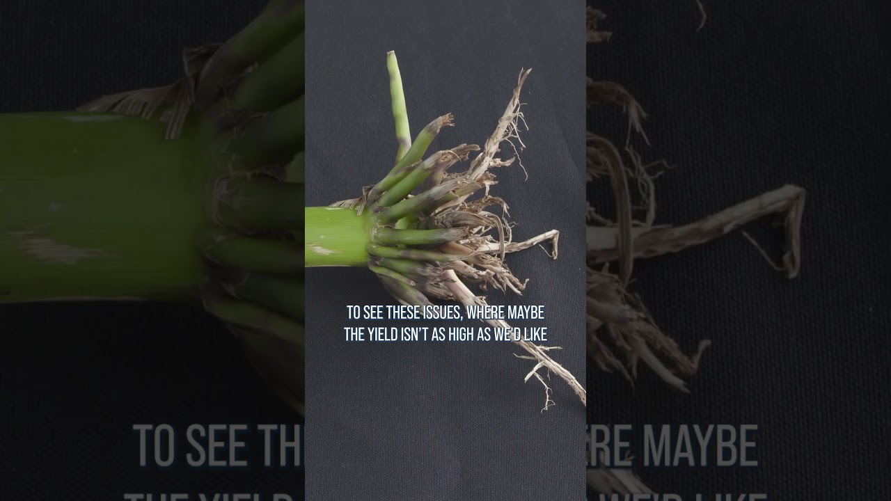 Кукурузный жук, питающийся корнями, вызывает БОЛЬШИЕ ПРОБЛЕМЫ.