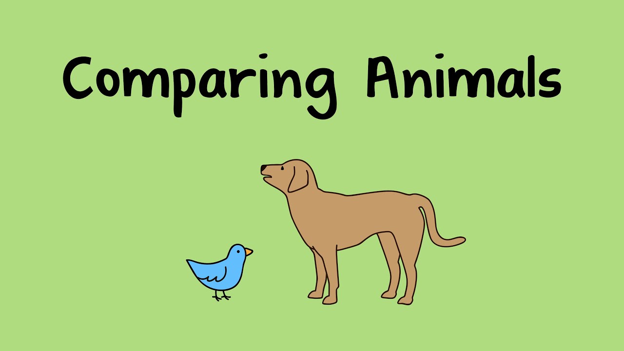 Compare animals. Comparatives animals. Animals Comparison. Comparing animals. Compare animlas.