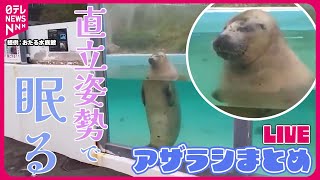 【アザラシまとめ】 “直立姿勢”で睡眠…寝姿“愛くるしい”アザラシ/「驚きの縮みっぷり」アザラシの可愛すぎる新ワザ/ふわふわの産毛にみんなメロメロ　など（日テレNEWS LIVE）