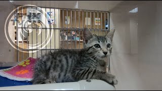 Pet Foster Families | Phoenix Pets