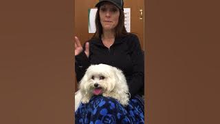 Recovery from Back Pain in a Maltese