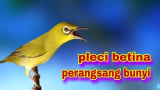Call Pleci betina birahi perangsang bunyi