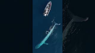 Do You Feel Small? Video courtesy of The Blue Whale is the champion #shirts #the blue whale