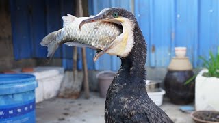 Watch This Crazy Bird Swallow A Fish Bigger Than Its Head. Cormorants Are Amazing Hunters.