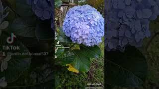 el verdadero secreto para que tus hortensias floren a cada instante también esperé que madure.