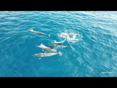 ogasawara Drone shooting/ Spinner Dolphin / Stenella longirostris