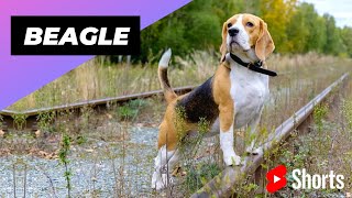 Beagle  One Of The Most Popular Dog Breeds In The World #shorts