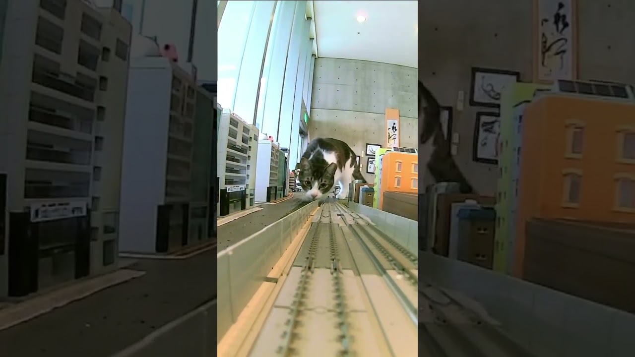 Cat-astrophe on the Rails: Furry Felon Derails Tiny Train!
