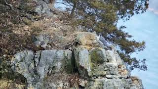 Great Spirit Bluff Falcons - Cliff View : Groundhog visit Michelle