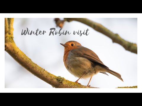 Videó: Mivel etetjük a téli vörösbegyeket – Gondoskodjunk a vörösbegyekről az udvaron télen át