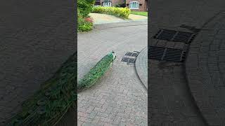 Extremely secure woman cut you off #motiationalspeech #trending #viral #nature #selfvalue #selfcare