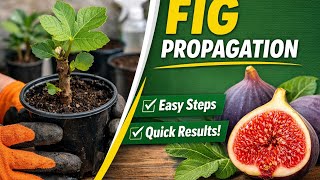 Fig Plant Cutting | Easy Fig Propagation Method
