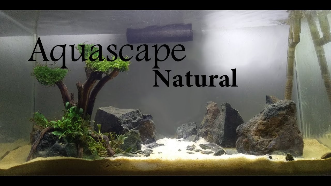 Aquascape 6 Low Budget Natural Aquascaping Batu Sungai No co2