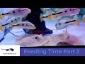 Top stingrays uk  feeding time part 2