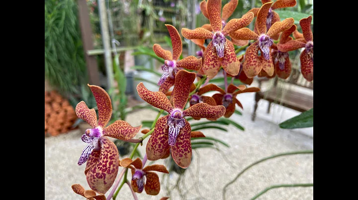 RF Orchids & Trip to the Everglades