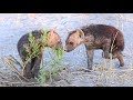 Cutest Hyena Puppies You'll Ever See Play Fighting! (HD)