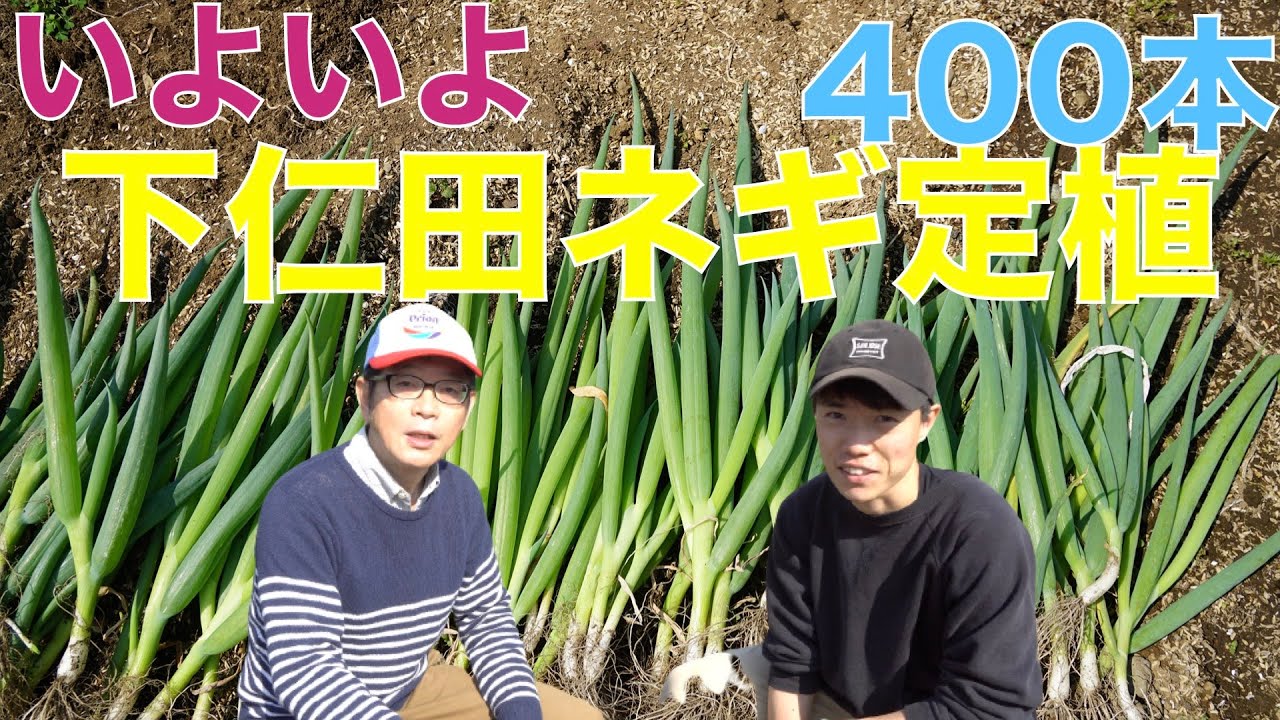 3月27日 下仁田ネギの育て方 400本の苗をいよいよ定植 男２人でも結構辛い Youtube