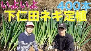 3月27日 下仁田ネギの育て方 400本の苗をいよいよ定植!【男２人でも結構辛い】