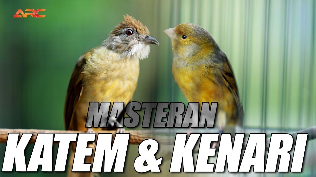 MASTERAN KAPAS TEMBAK DAN KENARI