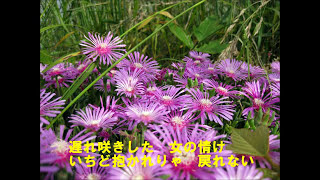 彼岸蝉 (HIGANZEMI)