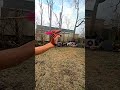 Hill Jack Longbow