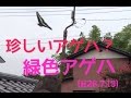 珍しいのか、この緑の蝶々?(H26.7.13)