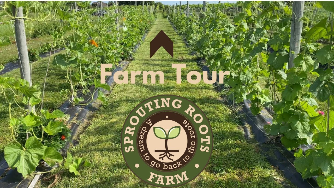 Sprouting Roots Farm - July 2021 Farm Tour - YouTube