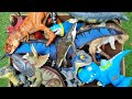 Hunting Jurassic World Evolution Toys In The Box: T-Rex, Mosasaurus, Distortus Rex And More