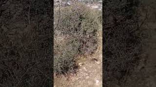 Diferencia entre un olivo (Olea europea) y un acebuche (Olea sylvestry)