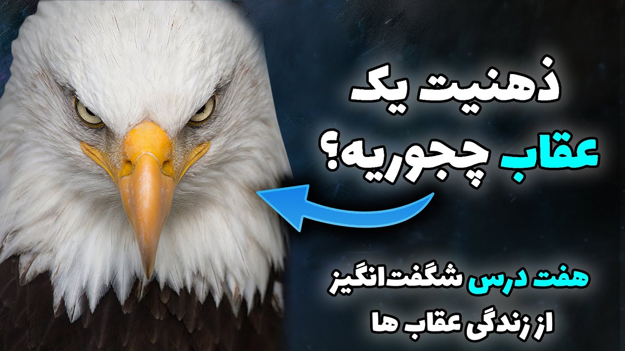 هفت درس شگفت‌انگیز زندگی که از عقاب ها برداشت کردم