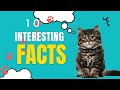 10 Fun facts about cats