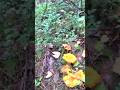 Собираем грибы лисички #север #лес #копметаллоломавлесу#грибы#лисички