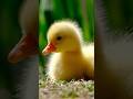 Ducks Can Sleep with HALF Their Brain Awake?! 🧠💤 Mind-Blowing Fact! #didyouknow #duck